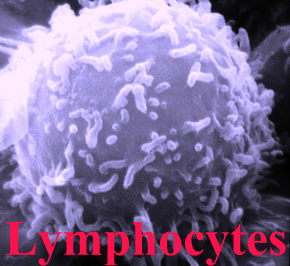 Lymphocyte